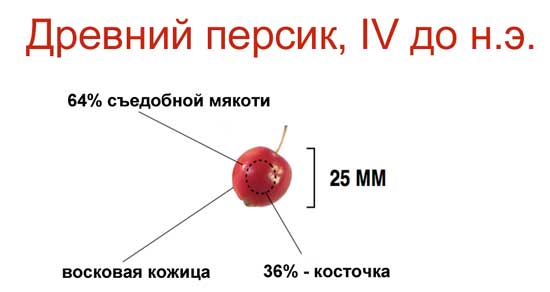 Плоды селекции или о том, как фрукты и овощи выглядели до знакомства с человеком [фото] - древний персик