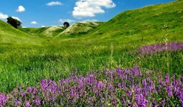 Альошина балка — живий музей рідкісної біології степу в мініатюрі