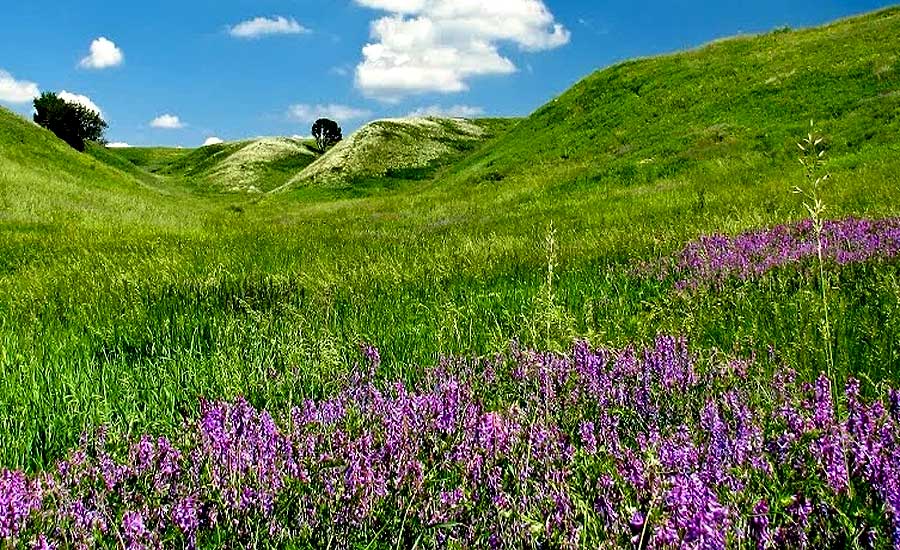 Альошина балка - живий музей рідкісної біології степу в мініатюрі